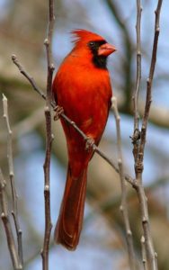vertical-cardinal